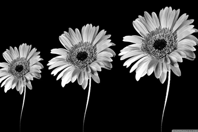 Gerbera Daisies Black And White HD Desktop Wallpapers : High ...