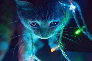 Neon Desktop Wallpapers   HD Wallpaper Backgrounds Of Your Choice