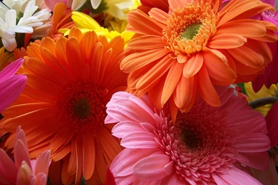 Top Colorful Gerbera Daisy Wallpaper Images For Pinterest
