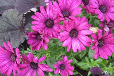 A Day On The Acres With Gerbera Daisy Wallpapers   (