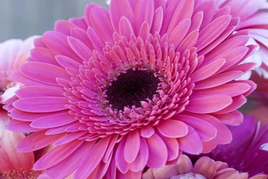 Desktop Wallpapers » Flowers Backgrounds » Gerbera Daisy » Www ...