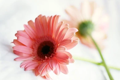Top Pink Gerbera Daisy Background Images For Pinterest
