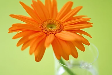 Gerbera Daisy Backgrounds Wallpapers   HD Wallpapers 15567