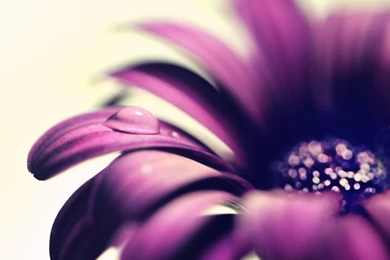 Gerbera Daisies, Macro, Patals, Drop, Dew, Purple