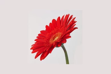 Daisy Family   Flower Wallpapers   Crazy Frankenstein