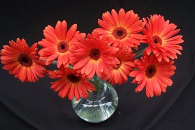 Wallpapers For The Addition To Our Wallpapers Gallery Submit ...