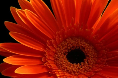 Top Orange And Pink Daisies Wallpaper Images For Pinterest