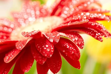 Flowers Gerbera Water Drops Wallpapers