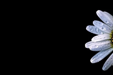 Daisy Black Backgrounds Wallpapers Free Desktop Backgrounds And ...