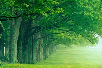 Download Wallpapers For Tablet Free   ... Download Free Attractive ...