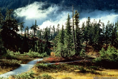 Nature Wallpapers   Crazy Frankenstein