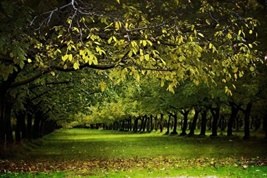 A Walnut Orchard In The Fall Autumn Nature Wallpapers   1680x1050 ...