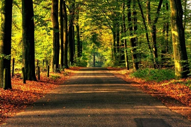 Download Road To Autumn Wallpapers Autumn Nature Wallpapers ...