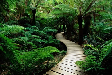 Green Nature Wallpapers   1680x1050   1658937