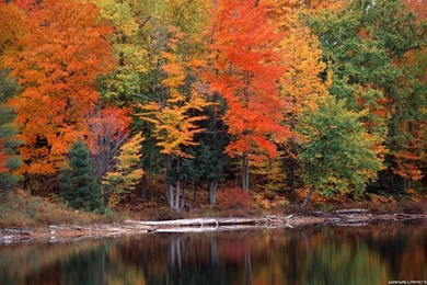 Autumn Lakes Nature Reflections Trees Wallpapers   (