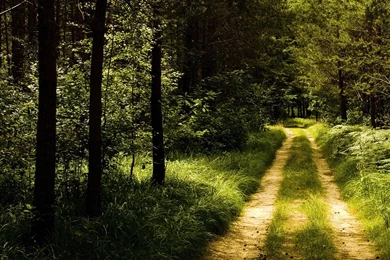 Download Germany Forest Road Wallpapers Landscape Nature Wallpapers ...