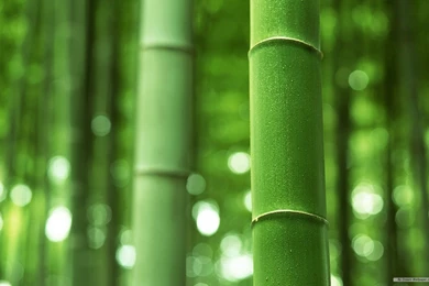 Free Wallpapers   Free Nature Wallpapers   Bamboo Forest Wallpapers ...