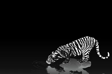 Wolf Wallpapers Hd Pack