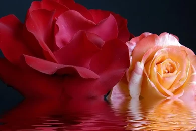 Laptop Desktop Wallpapers Desktop Backgrounds