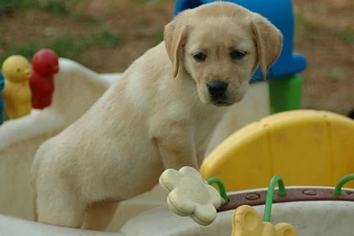 1600*1200 Labrador Retriever Puppy Wallpapers 20   Wallcoo.net