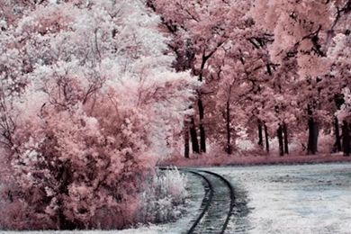 Wood iPhone 6 Wallpapers