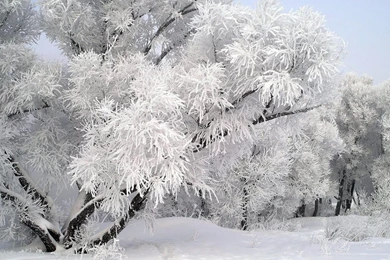 Winter Snow Wallpapers Desktop Your Top HD Wallpapers