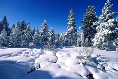 Snow Scene Wallpapers 2015   Grasscloth Wallpapers
