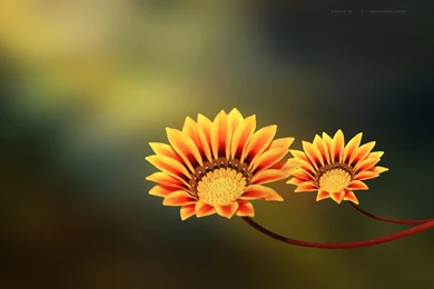 Full HD Flowers Wallpapers