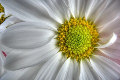 Full Hd Flowers Wallpapers   Wallpapers HD Wide