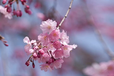 Full Hd Flowers Wallpapers   Wallpapers HD Wide