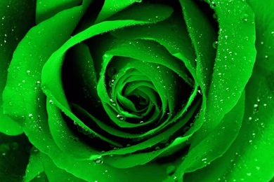 Green Rose HD Wallpapers