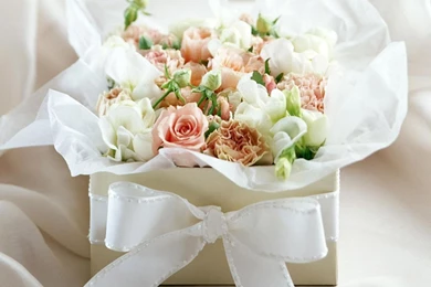 Download Rose Flower Wallpapers 1080p