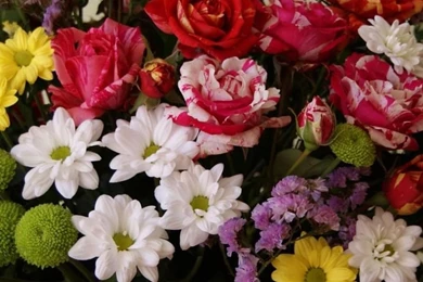 Rose Flower Samsung Galaxy S4 S5 Wallpapers HD 1080x1920