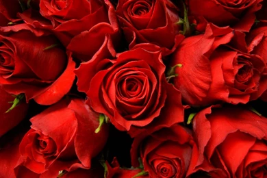 Red Roses Wallpapers   Wallmanage.com