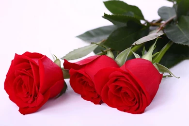 Download Wallpapers Rose Red Green Free Desktop Wallpapers In The ...