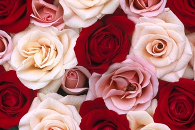 Wallpapers Of Roses   Wallpapers HD Fine