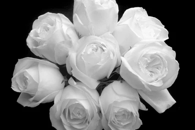 White Rose Images