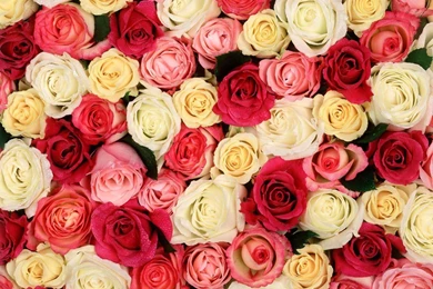 Wallpapers: Roses Wallpapers