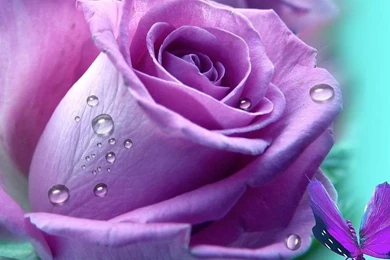 Purple Rose Wallpapers Free Desktop Backgrounds And Wallpapers