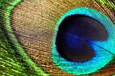 Peacock Feather Wallpapers Hd