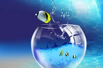 Computer: Windows 7 Fish Tank, Picture Nr. 44021