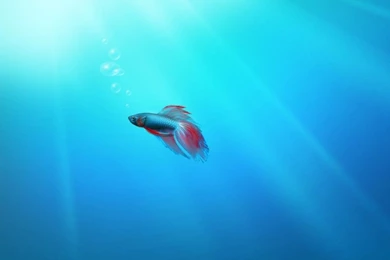 Windows 7 Fish Wallpapers   HD Wallpapers