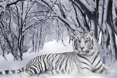 Thing Link White Tiger Project   ThingLink