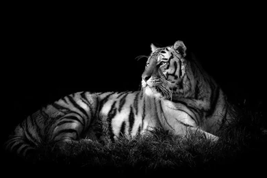 White Tiger In The Dark Desktop Backgrounds HD 1920x1200