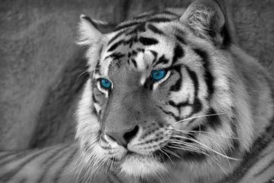 White Tiger Wallpapers HD Desktop Attachment 2282   HD Wallpapers Site
