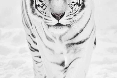 Stuff I Downloaded On Pinterest