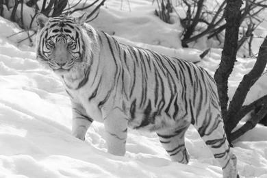 Wallpapers: White Tiger Wallpapers