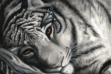 White Tiger Butterfly Eyes Desktop Backgrounds HD 1920x1397 ...