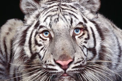 Hd White Tiger Background Images
