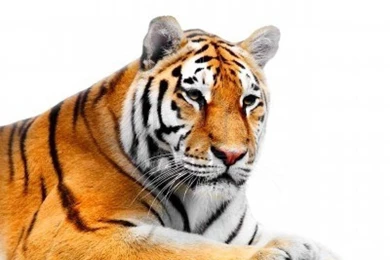 883199 big tiger on a white backgrounds By Shinypika0026 On DeviantArt